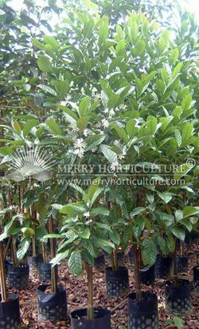 Coffee tree